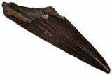 Serrated, Fossil Theropod (Richardoestesia) Tooth - Montana #341074-1